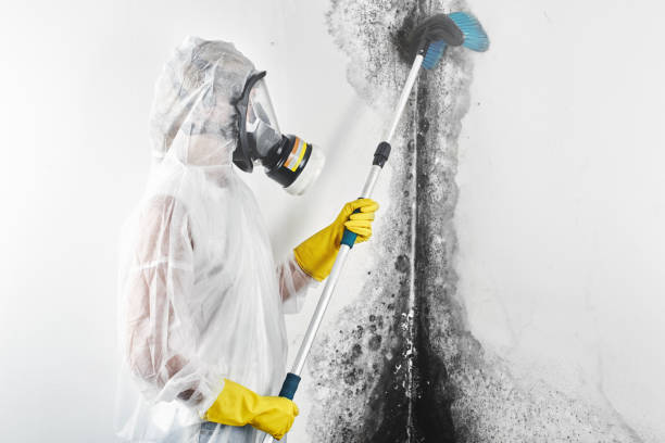 Best Residential Mold Inspection & Testing  in Dexter, MO